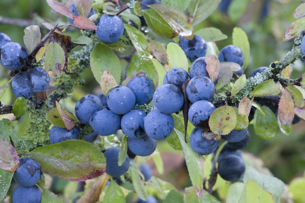 sloe_gin_jelentese_hazi_ginkeszites